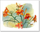 Day Lillies Note Card